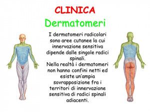 dermatomeri